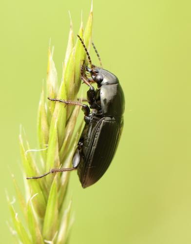 Réf. 221 866 : Amara similata